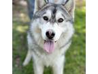 Adopt Zazu a Siberian Husky