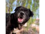 Adopt Pita a German Shepherd Dog, Golden Retriever
