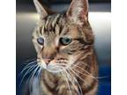 Adopt Bartleby a Domestic Short Hair