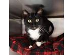 Adopt Kitty Bruce a Domestic Short Hair