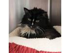 Adopt Pepe a Domestic Long Hair