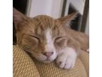 Adopt Poe a Domestic Short Hair