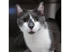 Adopt Jimmy a Domestic Short Hair