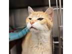 Adopt Jinxy a Domestic Short Hair
