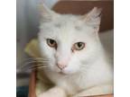 Adopt Gordito a Domestic Short Hair