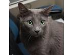 Adopt Wednesday a Domestic Short Hair