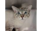 Adopt Sherlock a Siamese