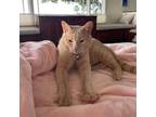 Adopt Zeus a Domestic Short Hair