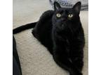 Adopt Palomo a Domestic Short Hair