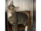 Adopt Box a Domestic Short Hair