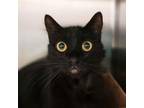 Adopt Binx a Domestic Long Hair