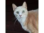 Adopt Ertuv a Domestic Short Hair