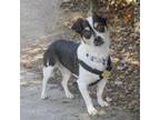 Adopt BANDIT a Jack Russell Terrier, Mixed Breed