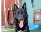 Adopt Silo a German Shepherd Dog