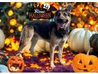 Adopt Gg a German Shepherd Dog