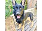 Adopt Abe a German Shepherd Dog