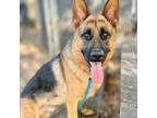 Adopt Benson a German Shepherd Dog