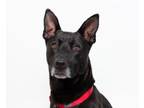 Adopt Cassius a Labrador Retriever, Shepherd