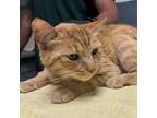 Adopt Tommy a Domestic Short Hair