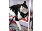 Adopt Gabriel a Domestic Short Hair