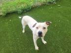 Adopt Soda Pop a Pit Bull Terrier, Mixed Breed