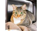 Adopt Bubbles a Domestic Short Hair