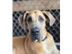 Adopt Cash a Great Dane