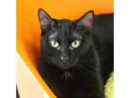 Adopt Dustin a Domestic Short Hair