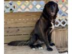 Adopt Doug a Flat-Coated Retriever, Mixed Breed