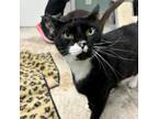 Adopt S13 - Arson a Domestic Short Hair