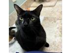 Adopt S06 - Speed Boat a Domestic Short Hair