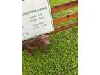 Adopt Klondike a American Staffordshire Terrier