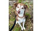 Adopt Jack Sparrow a Husky, Mixed Breed
