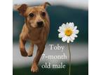 Adopt Toby a Dachshund, Mixed Breed