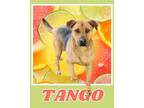 Adopt Tango a Hound, Mixed Breed