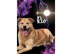 Adopt Rio a Labrador Retriever, Mixed Breed
