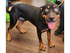 Adopt Tyson a Rottweiler, Siberian Husky