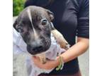 Adopt Luka a Chocolate Labrador Retriever, Mixed Breed