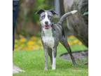 Adopt Floki a Mixed Breed