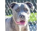 Adopt Denali a Pit Bull Terrier