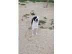 Adopt Ripp a Mixed Breed
