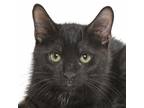 Adopt Shrek a Domestic Short Hair