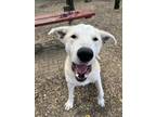 Adopt Yugi a Mixed Breed