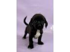 Adopt Gary a Shih Tzu, Mixed Breed