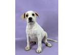 Adopt Bobby a Labrador Retriever, Mixed Breed