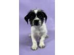 Adopt Goose a Shih Tzu, Mixed Breed