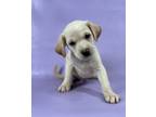 Adopt Mushroom a Labrador Retriever, Mixed Breed