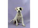 Adopt Billy a Labrador Retriever, Mixed Breed