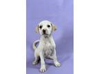 Adopt Manny a Labrador Retriever, Mixed Breed