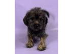 Adopt Greg a Shih Tzu, Mixed Breed